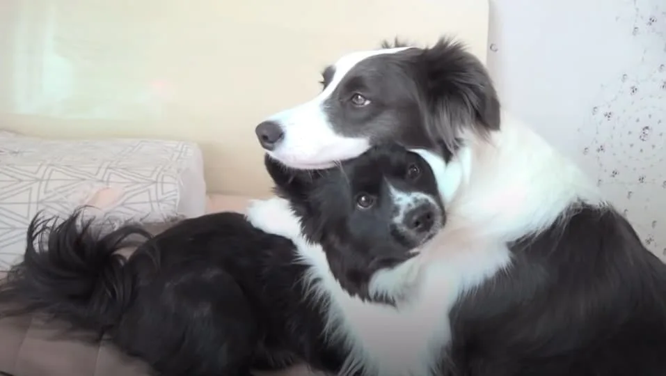 two dogs cuddling