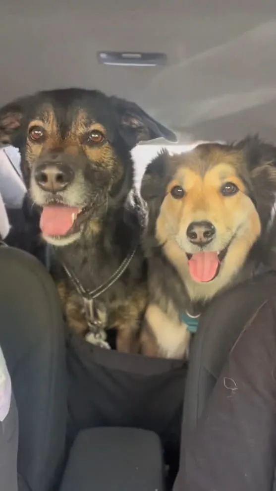 dos perros conduciendo en el coche