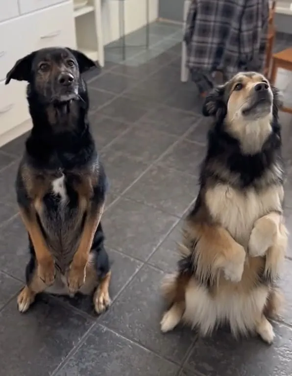 dos perros parados sobre sus patas traseras en la cocina