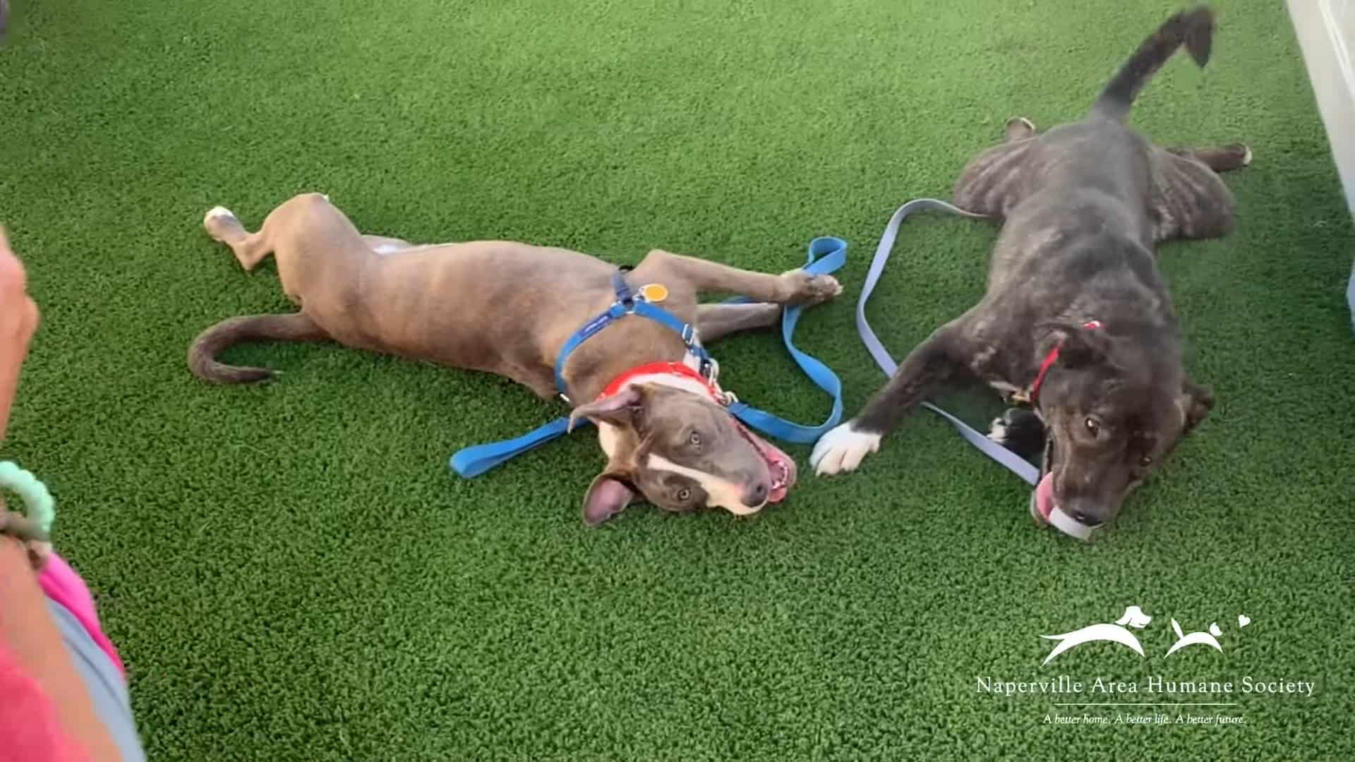 two dogs laying on grass