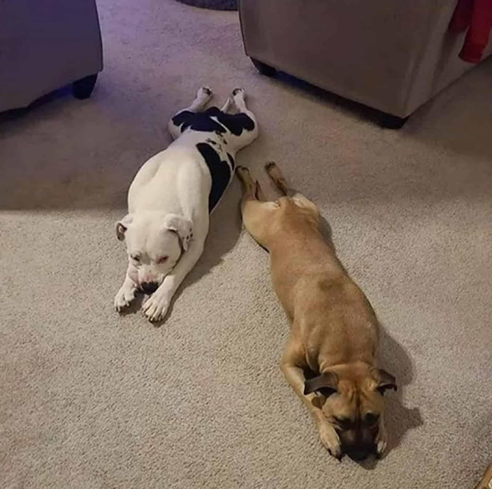 two dogs lying down on the carpet