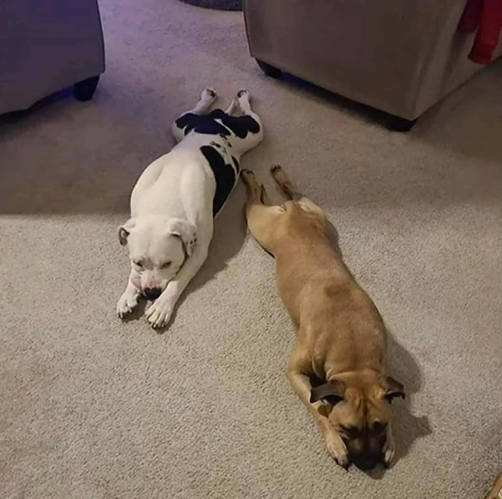 dos perros acostados en la alfombra