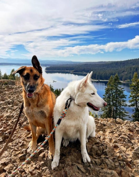 two dogs sit on a leash in nature