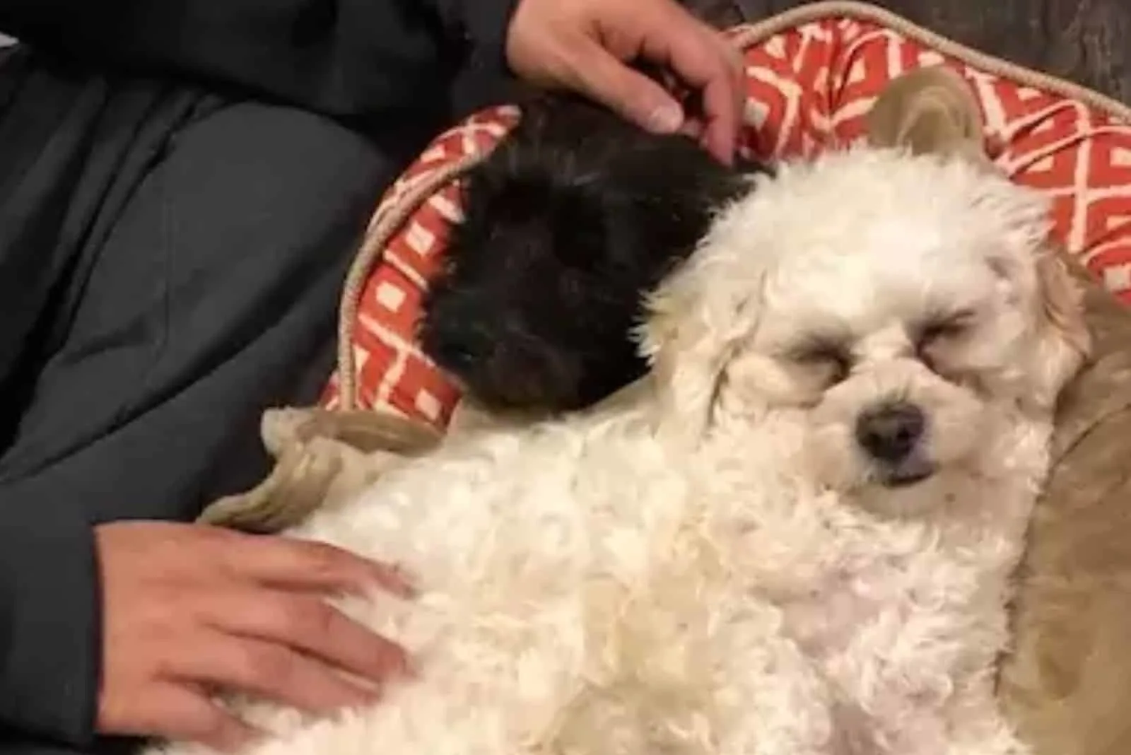 dos perros peludos sentados juntos en el sofá