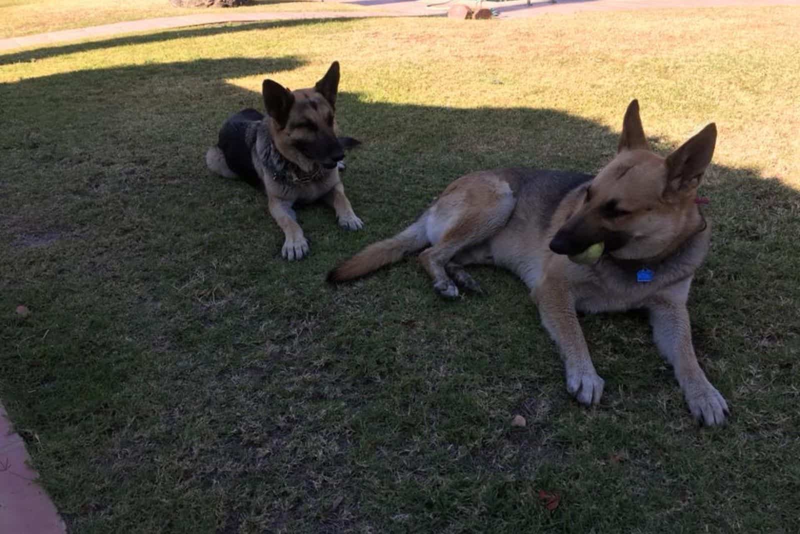 two german shepherd dogs playing in the yard