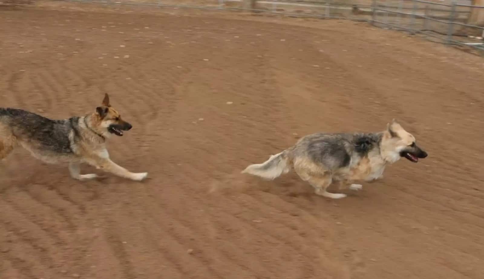 two german shepherd dogs running on the farm