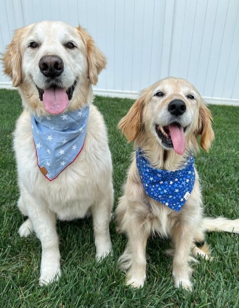 two smiling golden retrievers are sitting on the grass