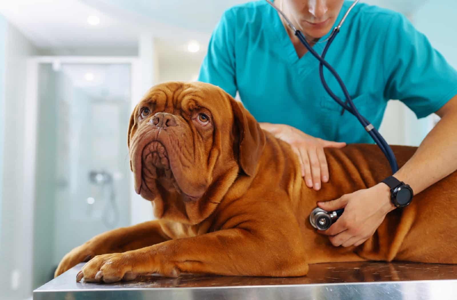 veterinarian checking up the dog on table in veterinary clinic