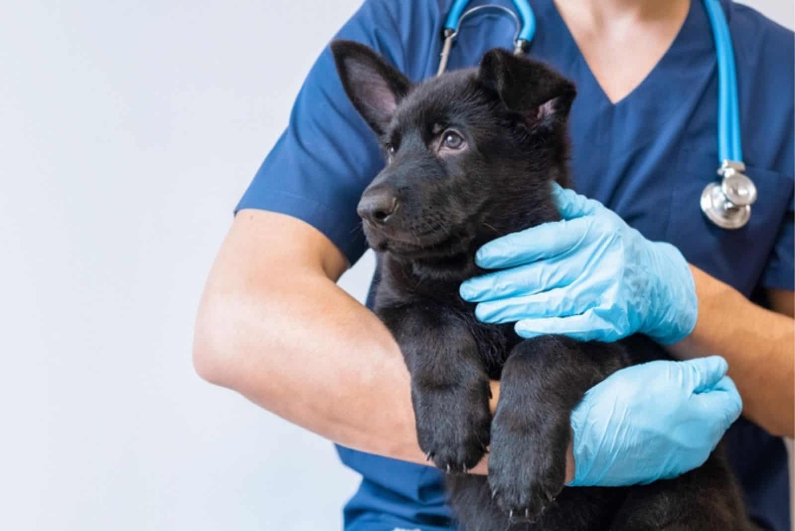 veterinarian doctor holding puppy in his arms