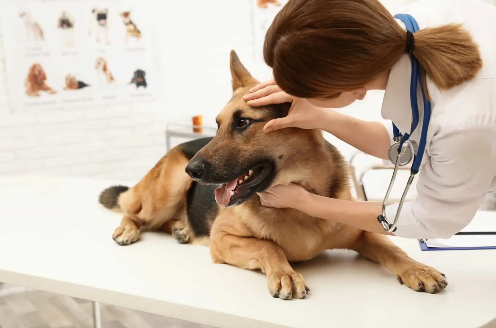 veterinarian examining dog's eyes in clinic