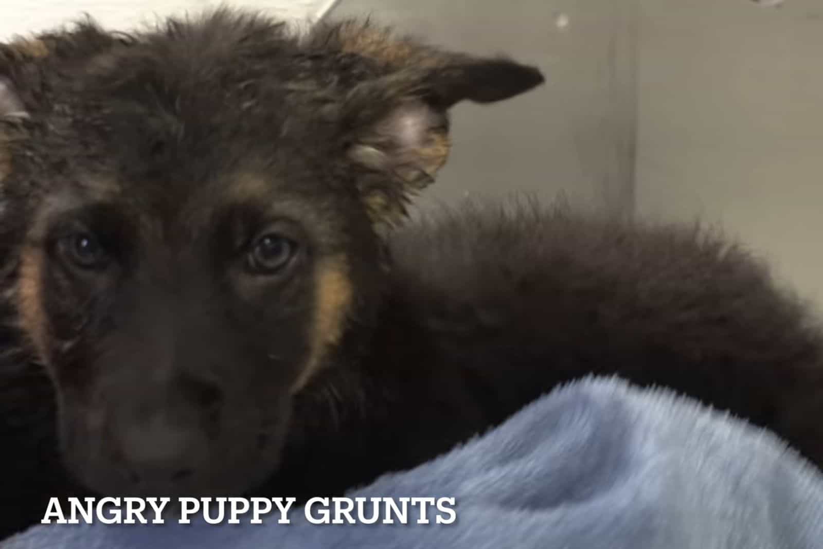 wet german shepherd puppy in a towel