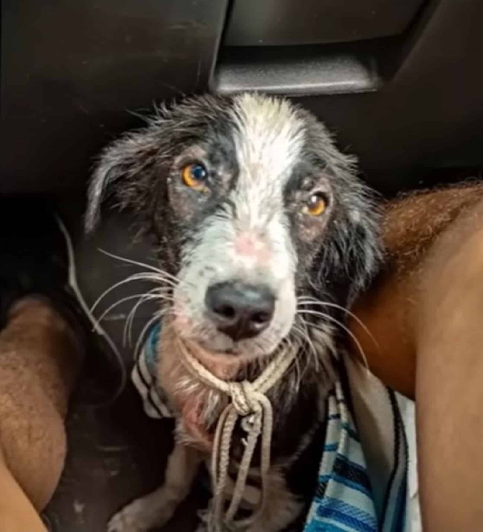 wet rescued dog in the car