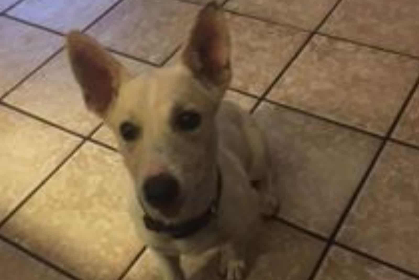 white dog starring