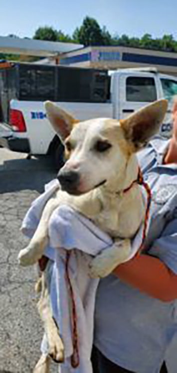 woman carrying dog in arms