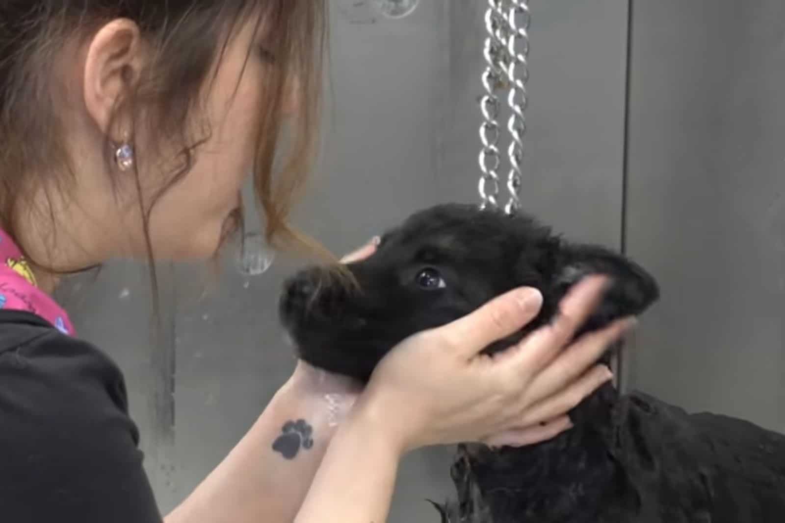 woman cuddling german shepherd puppy while bathing him