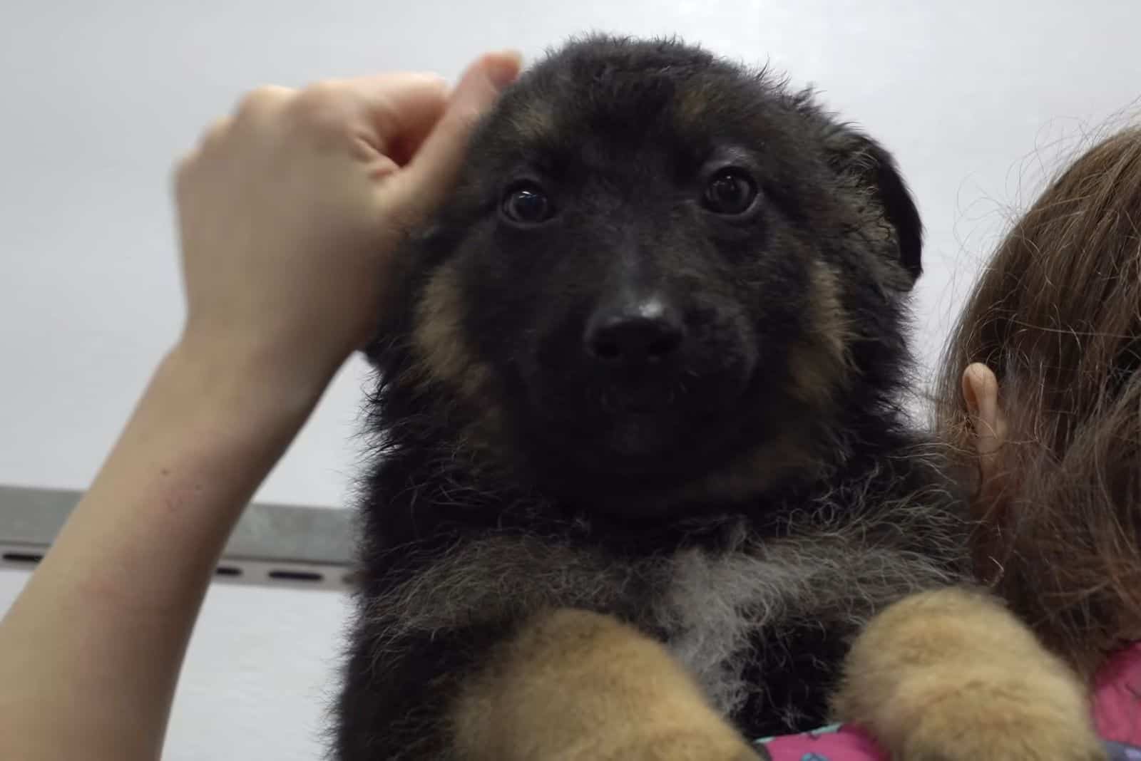 woman holding german shepherd puppy in her arms