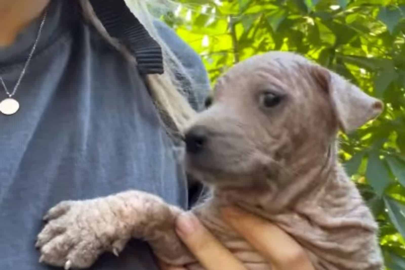 woman holding poor puppy in her arms