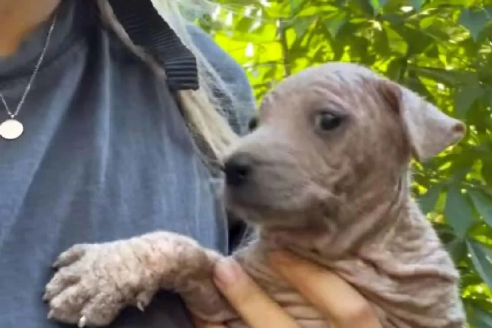 mujer sosteniendo al pobre cachorro en sus brazos