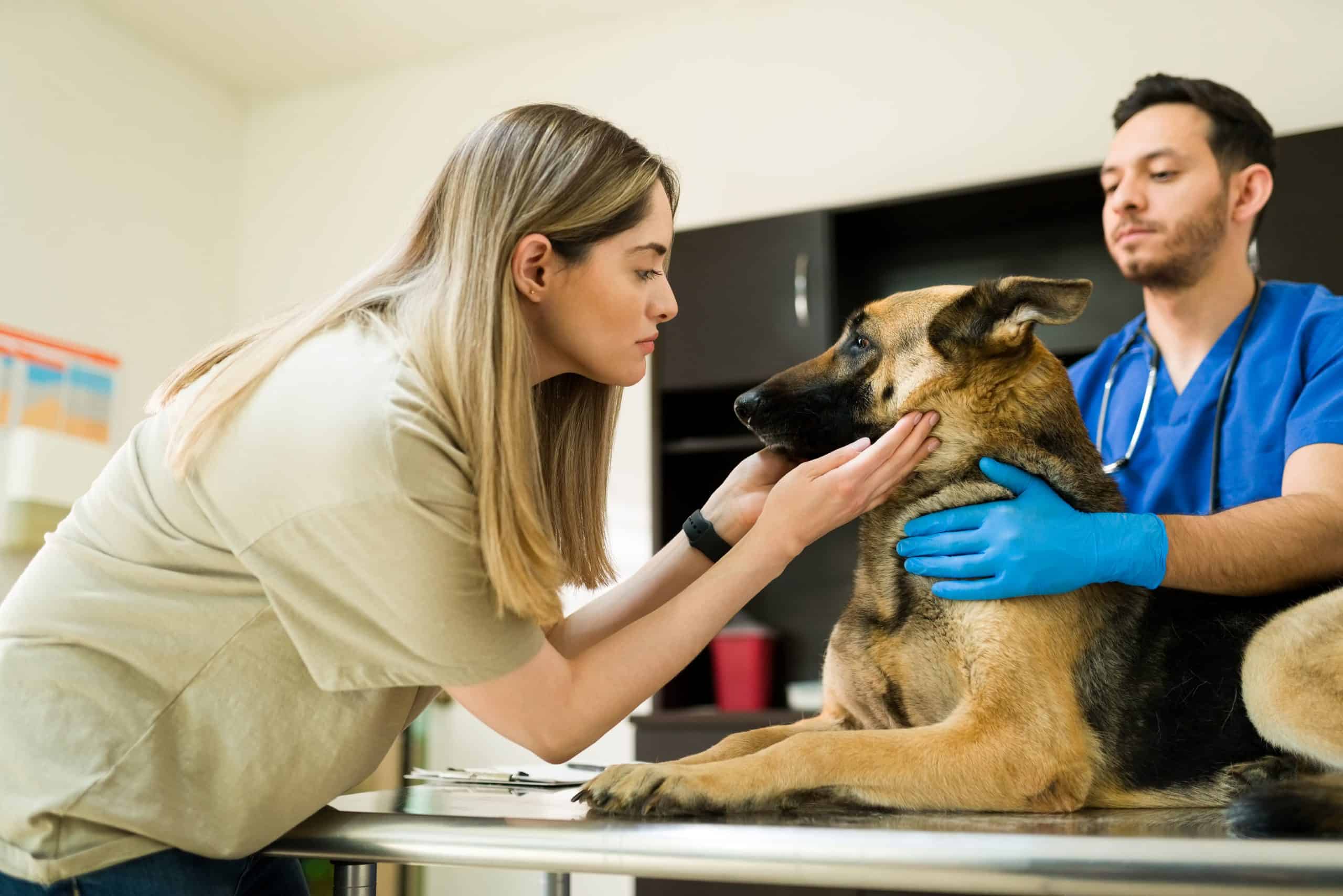 woman petting her dog as vet examines him