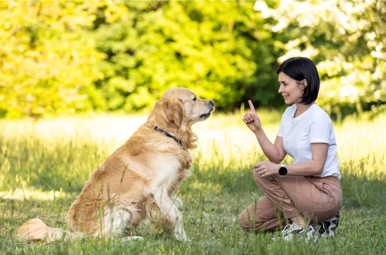 woman training golden retriever outdoors