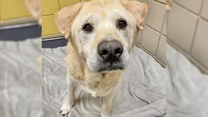 ‘Teddy Bear Face’ Dog Is Confused On Why He’s Constantly Returned To The Animal Shelter