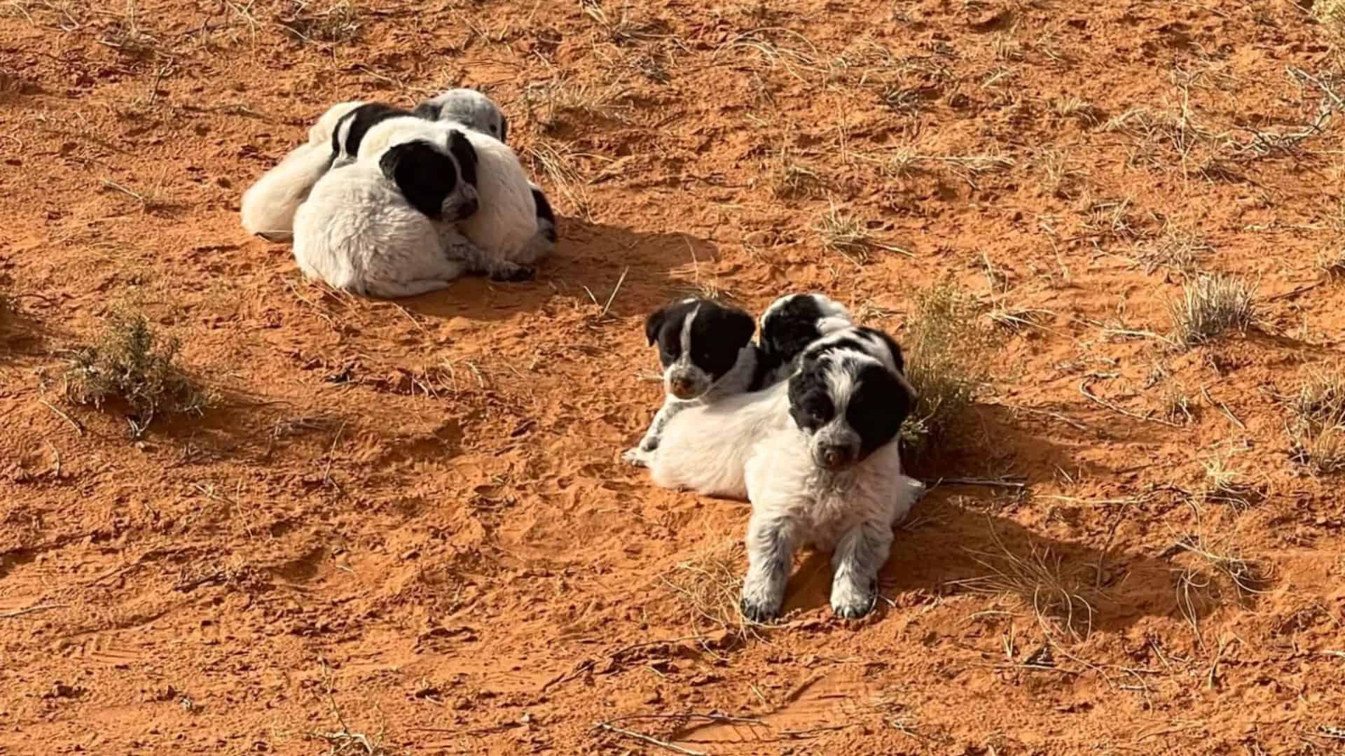 photo of the saved puppies