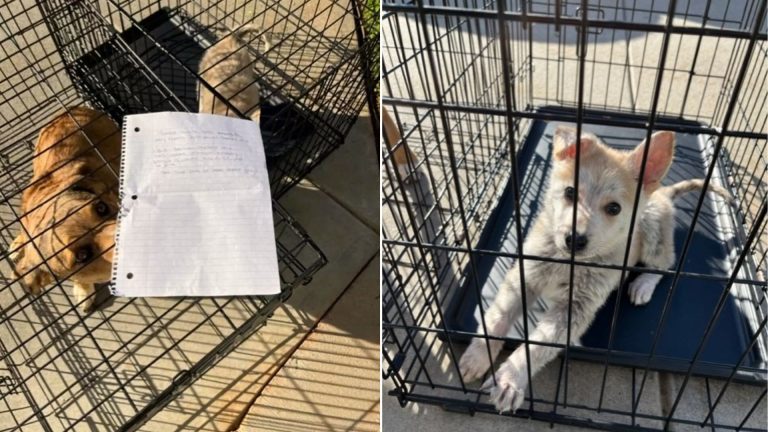 2 Puppies Left Outside A Shelter