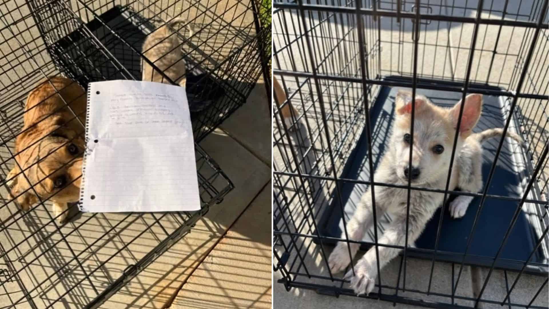 2 Puppies Left Outside A Shelter
