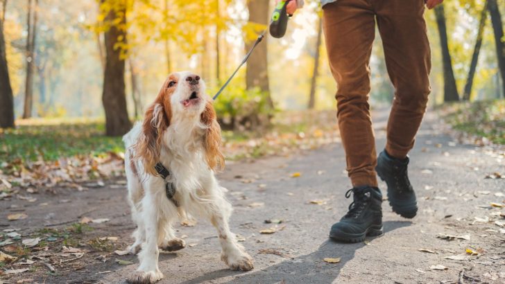 4 Tips To Stop Your Dog From Pulling On His Leash