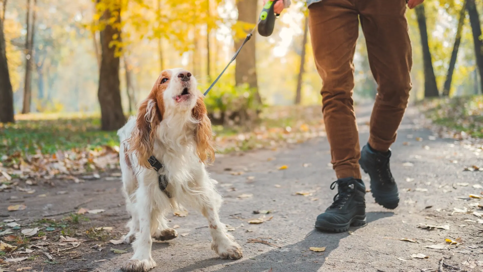 how to stop a dog from pulling on a leash