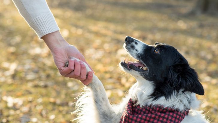 5 Fastest And Easiest Tricks To Teach Your Dog 