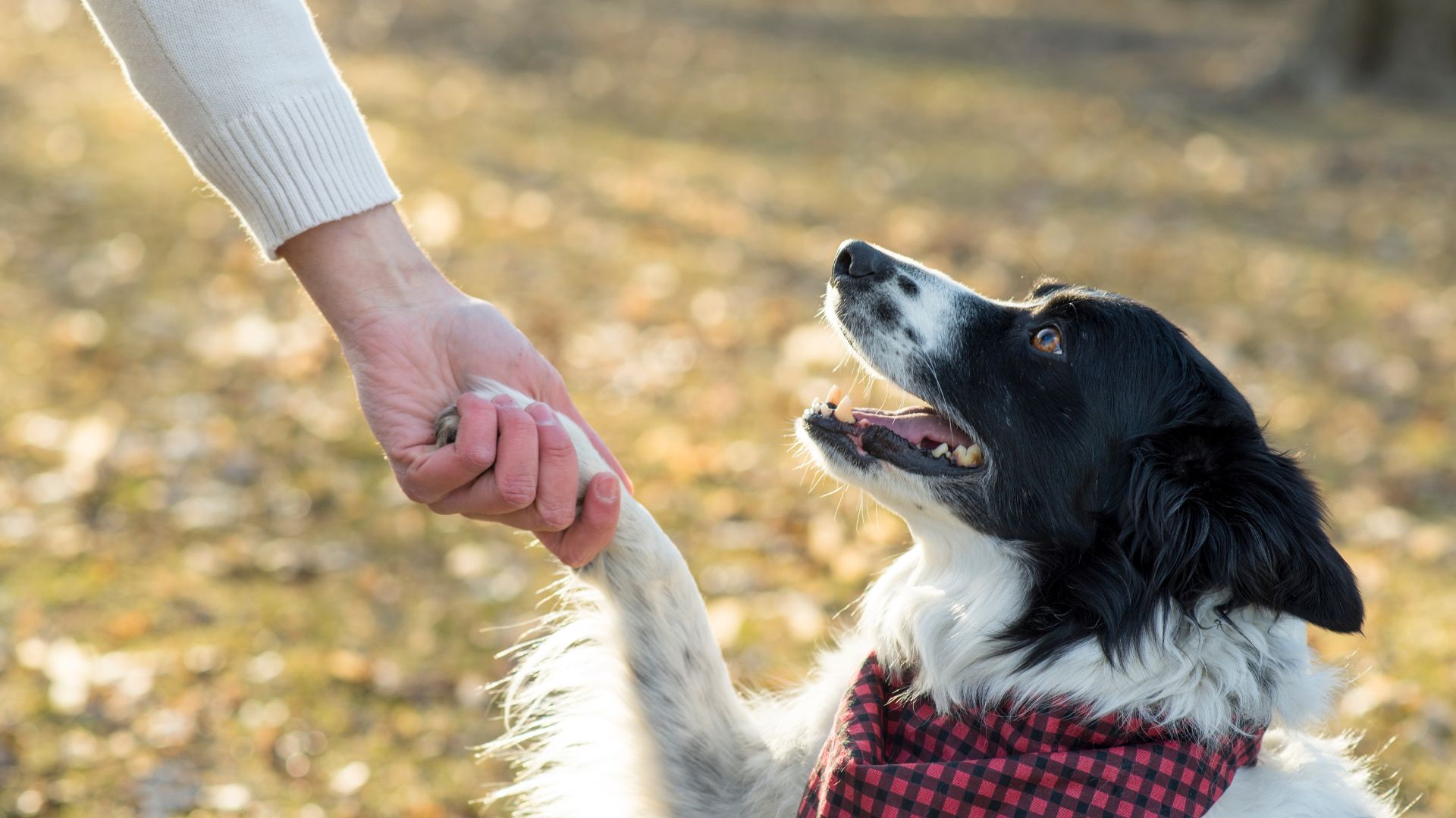 the fastest and easiest tricks for a dog