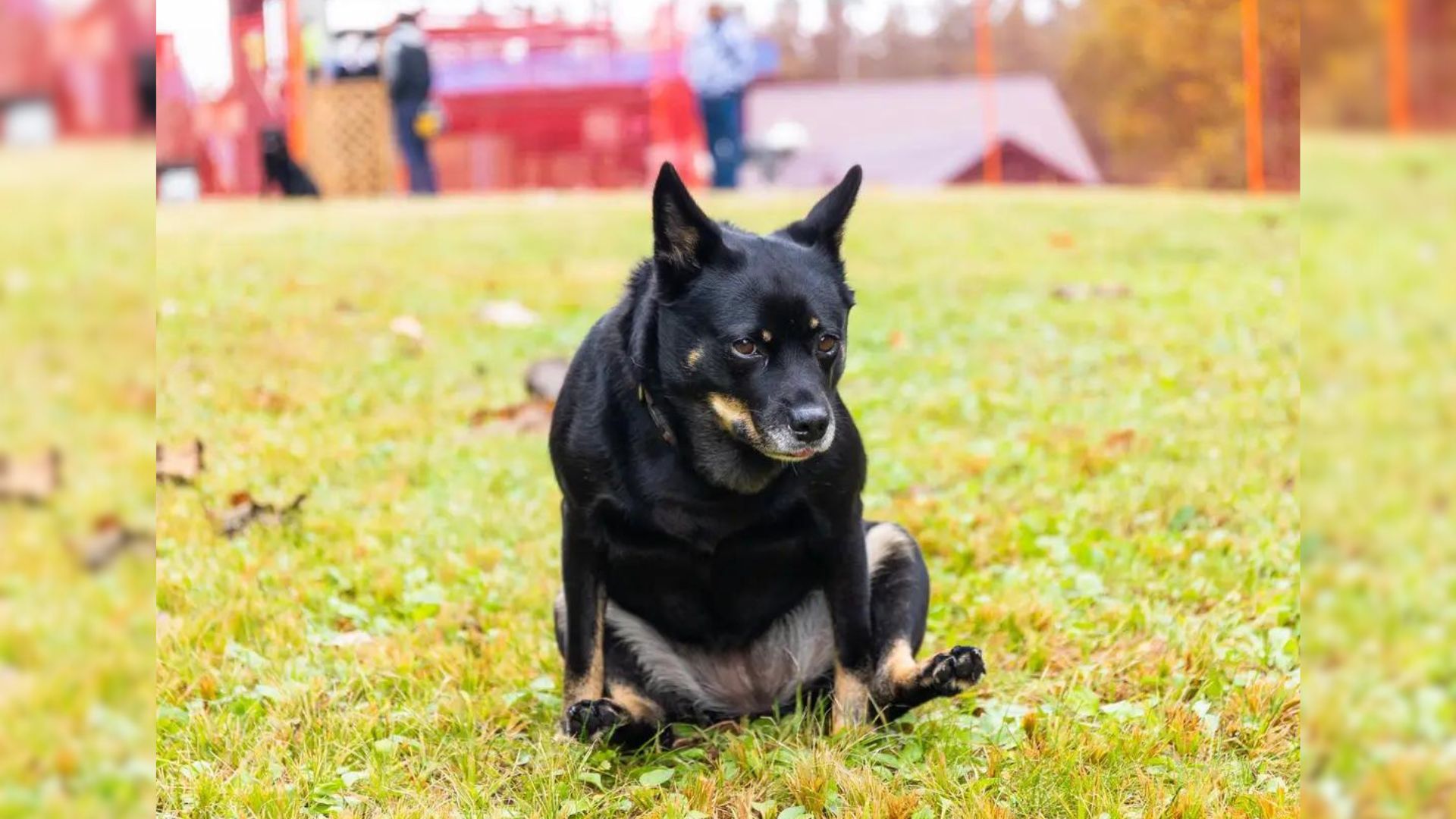 black dog sitting