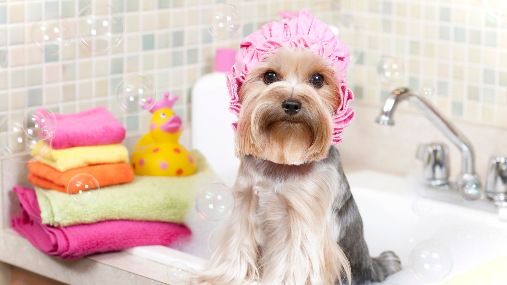 dog in bath tub