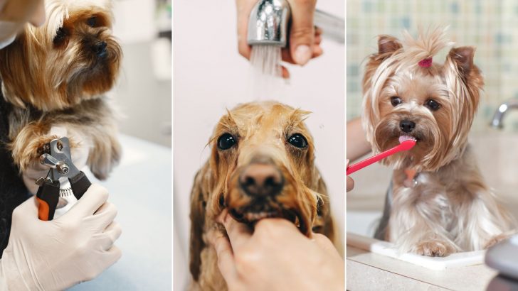 6 Everyday Habits That Put Your Dog in Danger