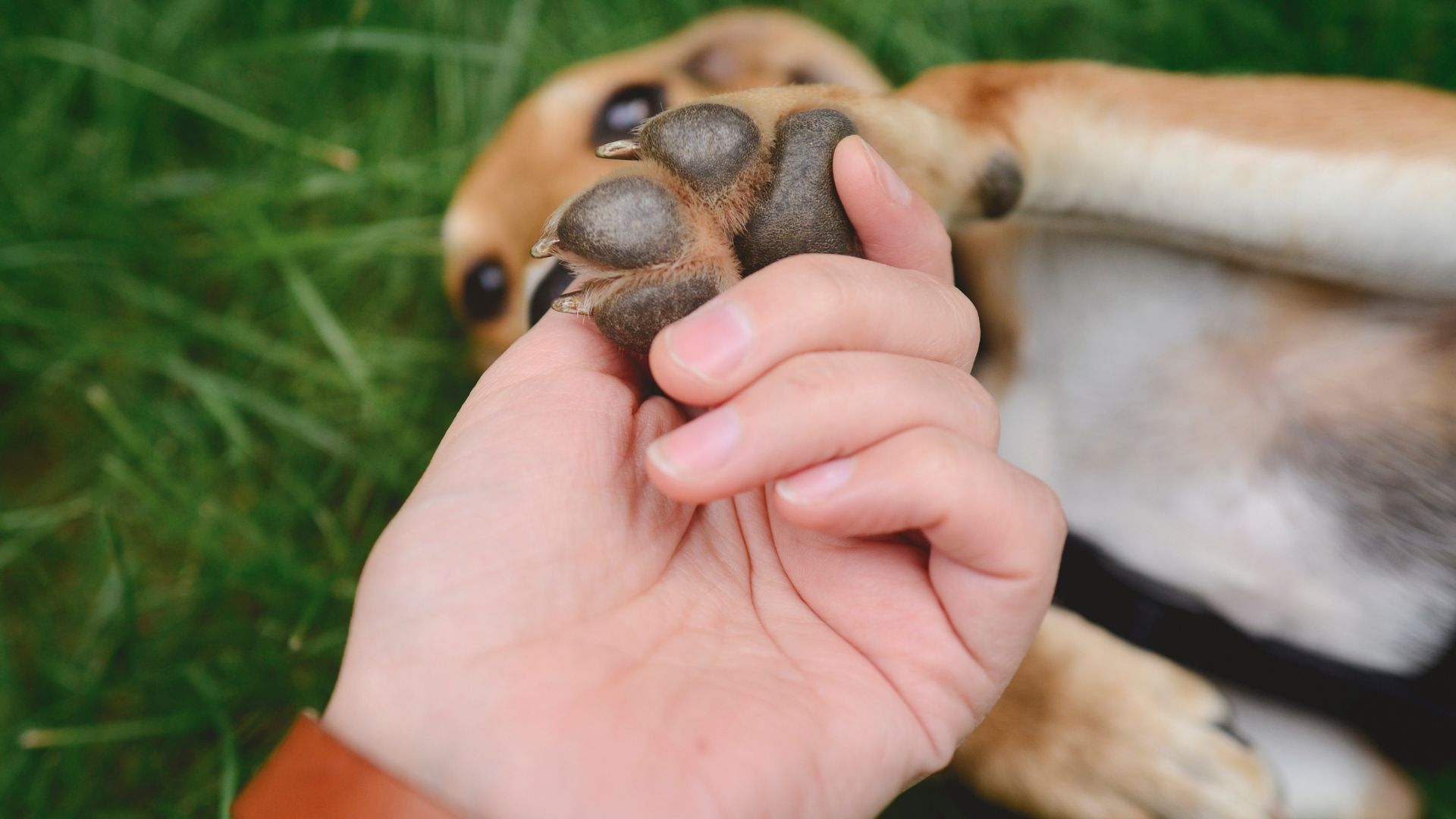 signs that the dog trusts you