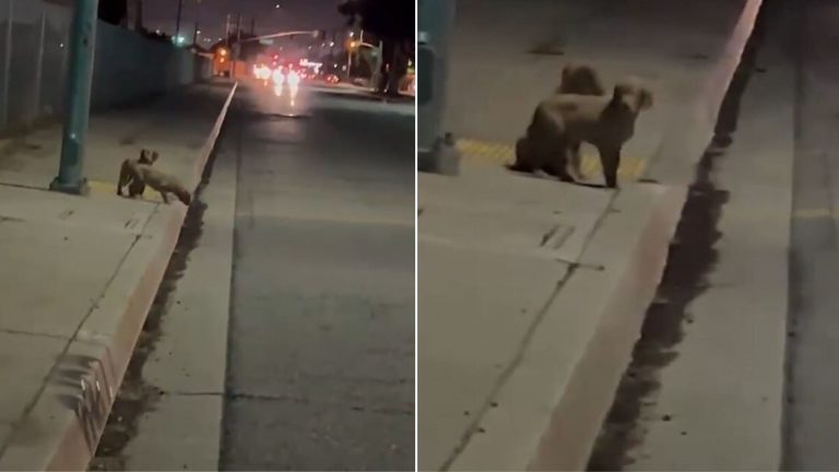 photo of puppies on the sidewalk