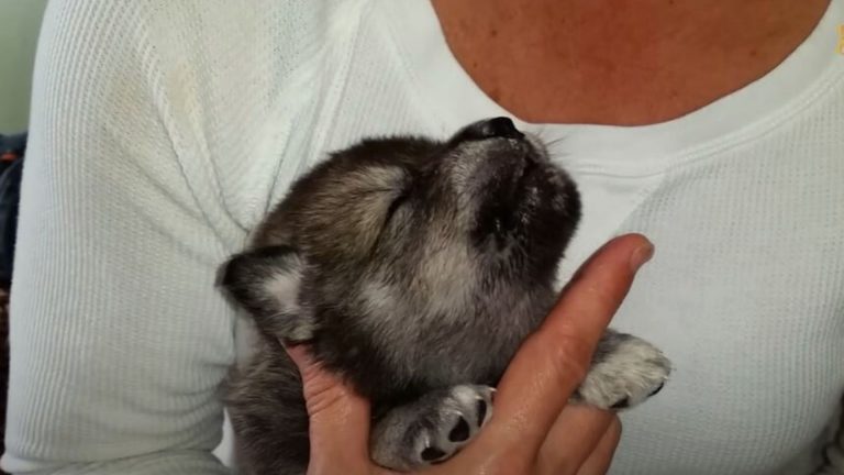 little wolfdog sleeping
