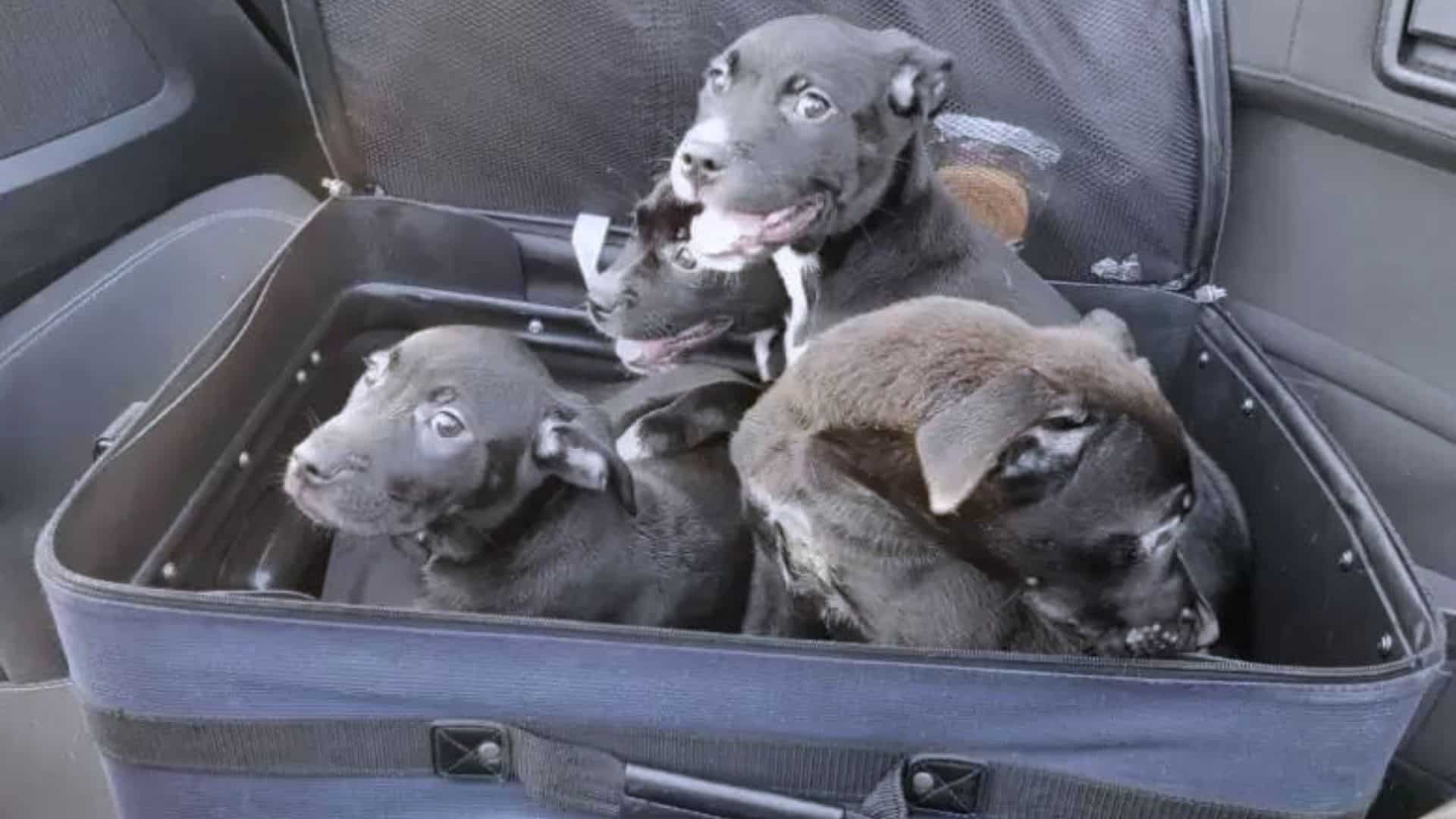 puppies in suitcase