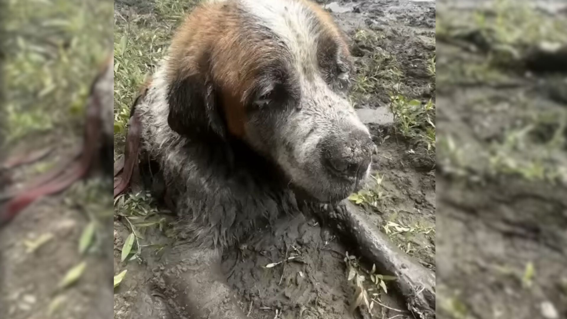 photo of the dog in need