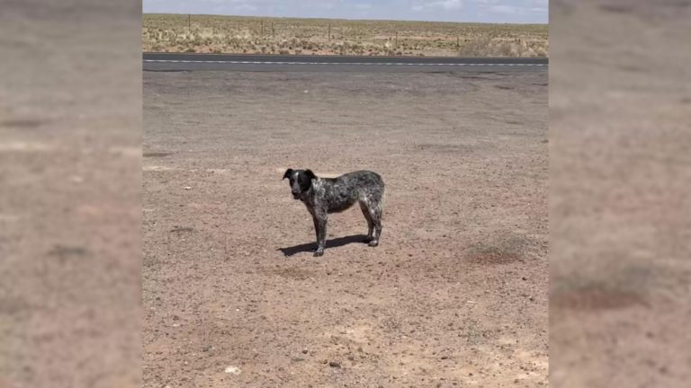 the dog is standing at the intersection of the highway