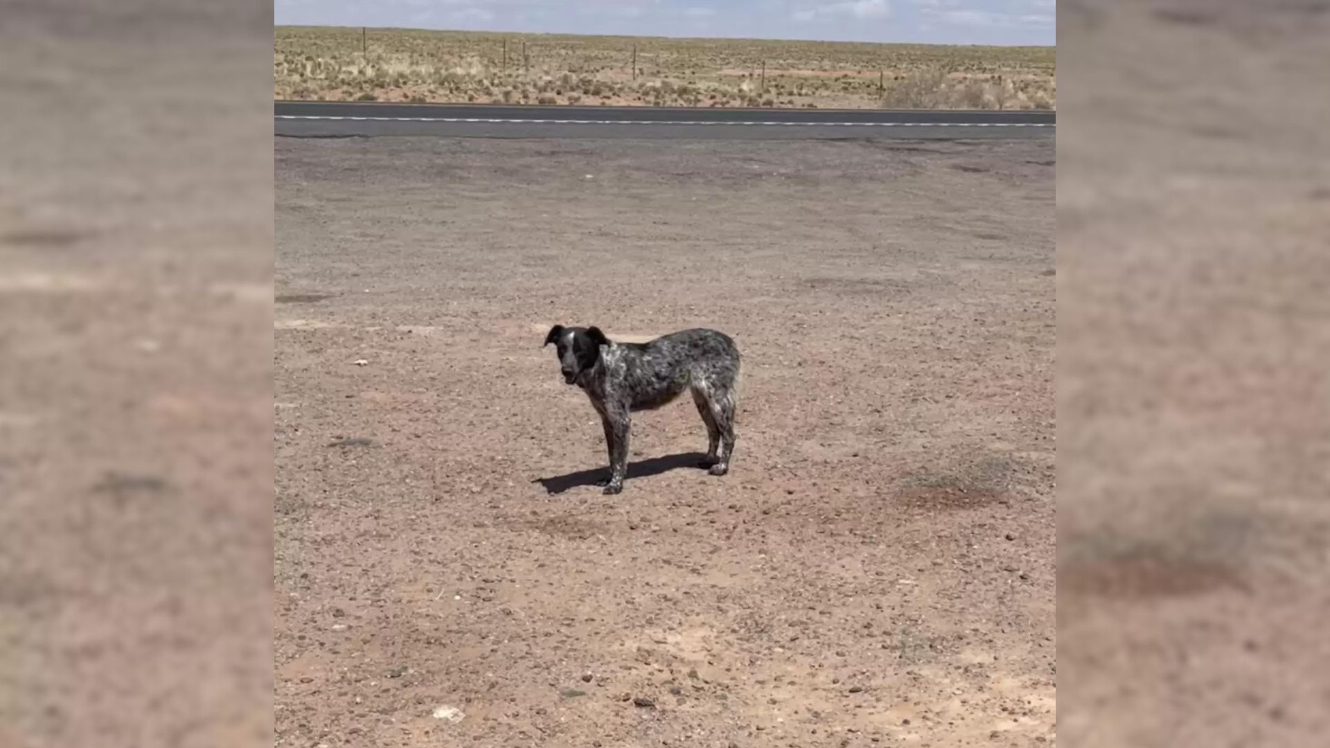 the dog is standing at the intersection of the highway
