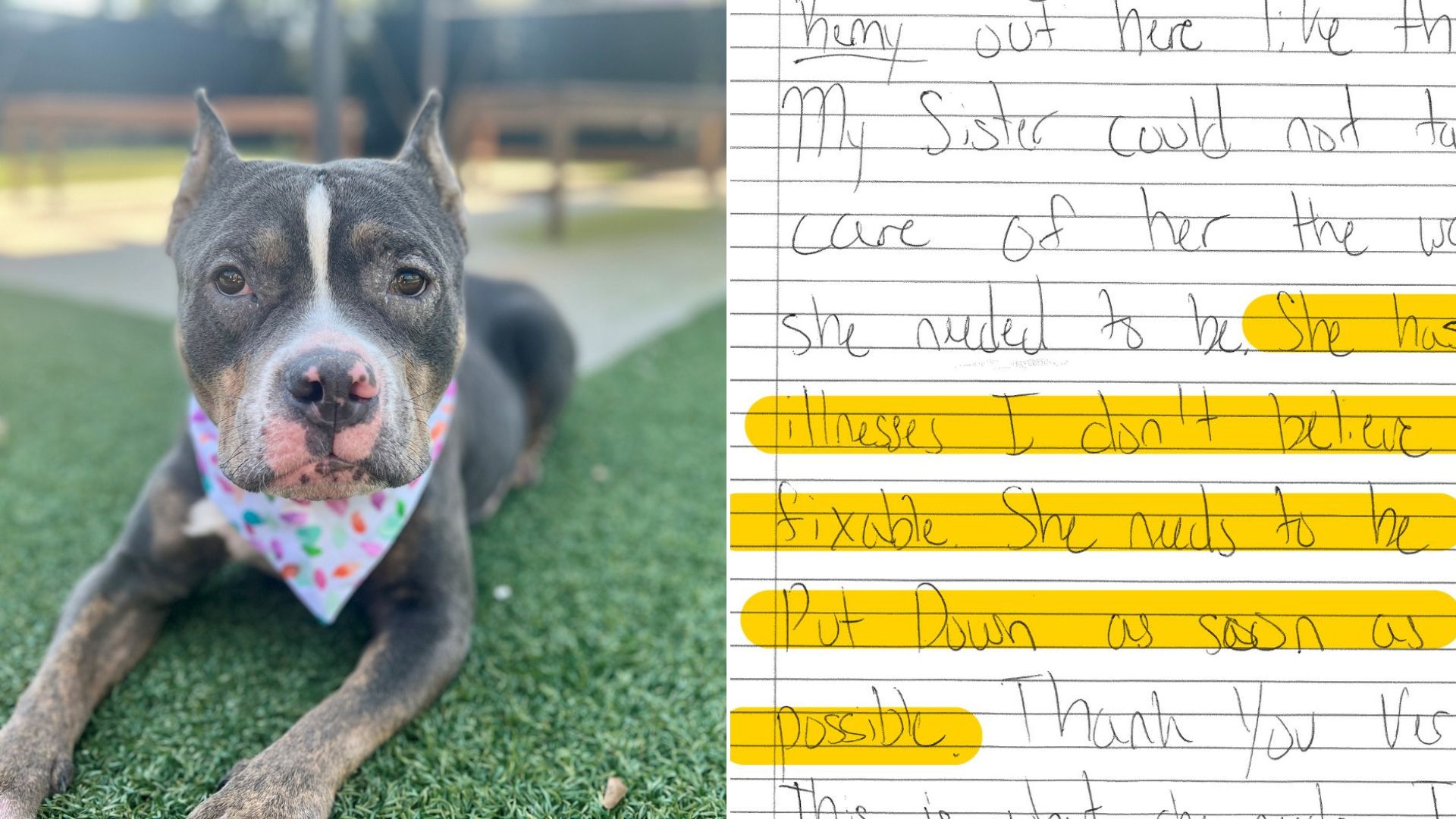 Owner Left His Dog Near A Shelter With A Note That Said She Should Be Euthanized