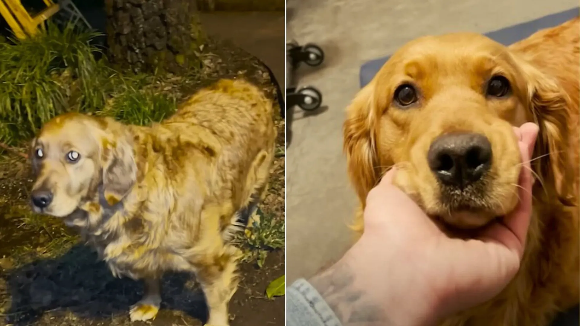 Scared Dog Refused To Interact With Anyone Until He Met His New Friends