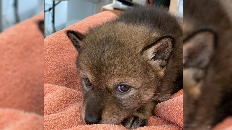 abandoned puppy