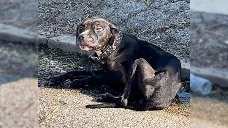 poor dog on the curb