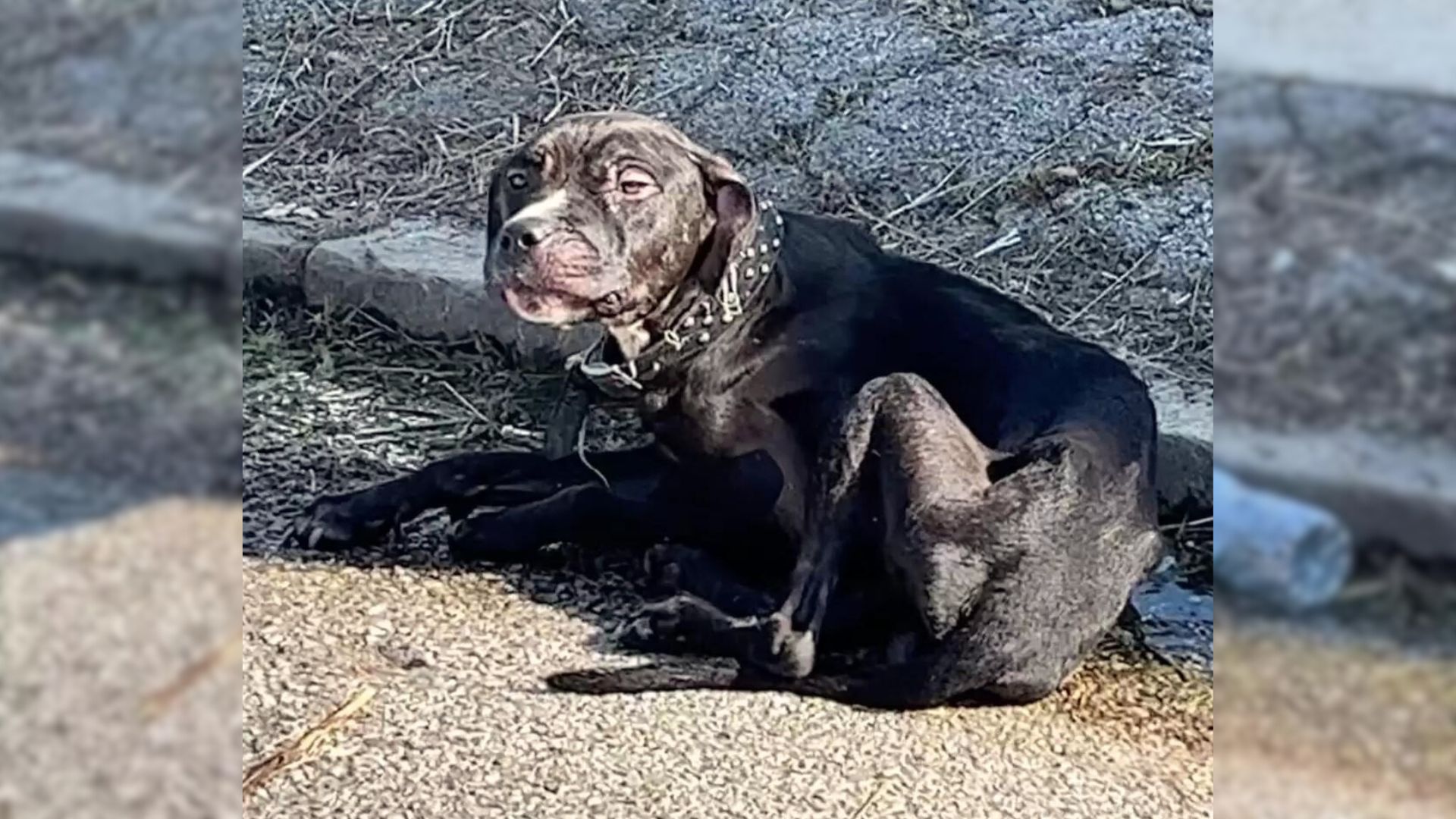 poor dog on the curb