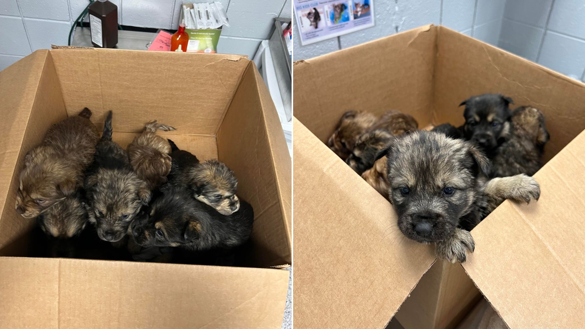 4-Week-Old Puppies Found Shivering In The Cold As Their Family Dumps Them In A Box