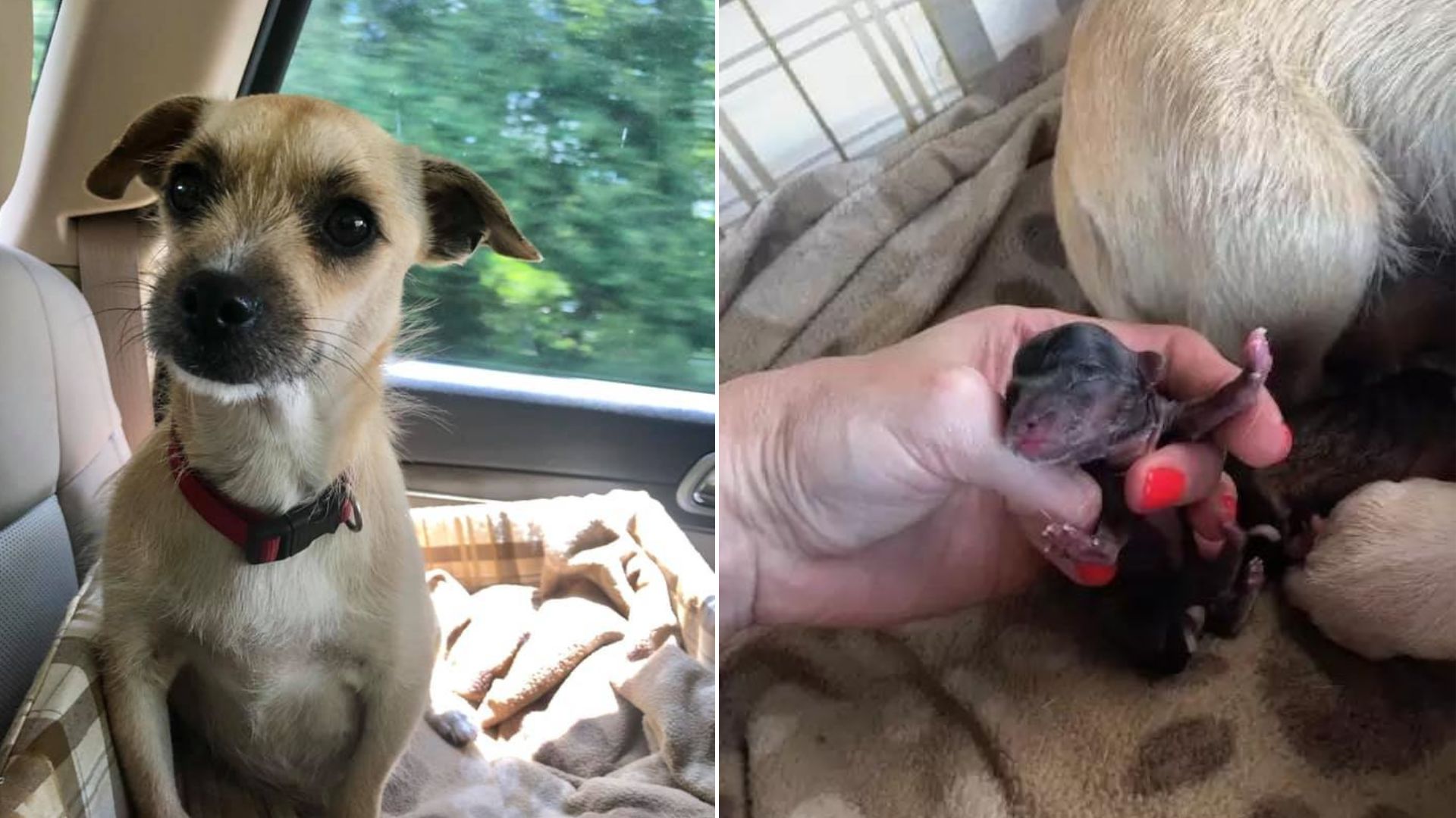A Pregnant Dog Gives Birth In The Car