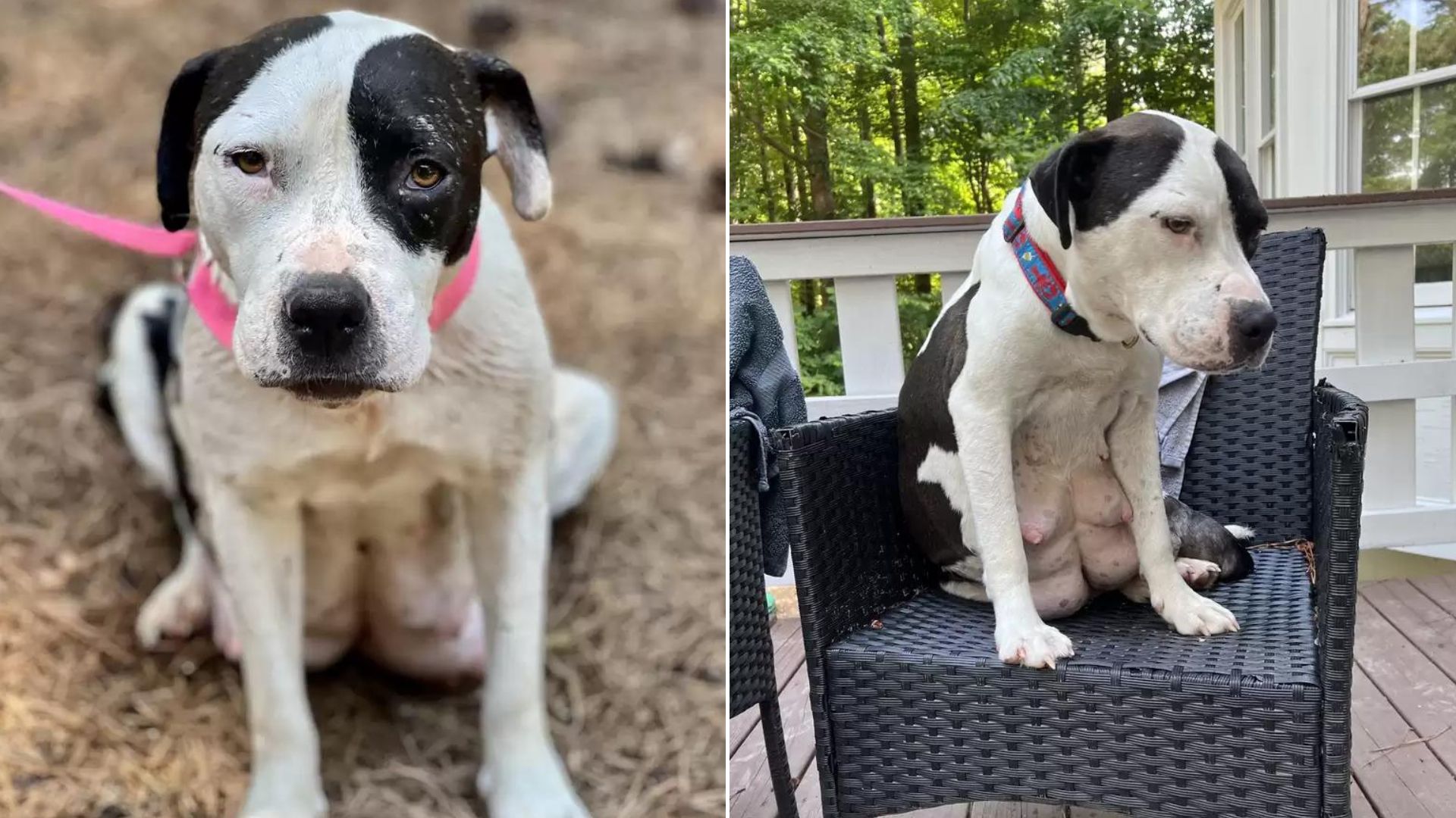 dog sitting on the chair